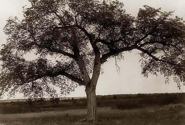 Tree in field.