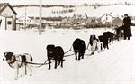 Alaskan Huskies Dog Sled Team