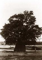 Baobab tree, Africa