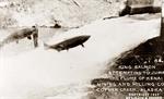 King salmon Jumping