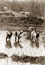 Filipinos planting rice, Philippine