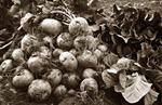Turnips