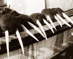 Walrus tusks