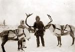 Tame reindeer