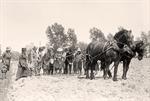 Draft Horses