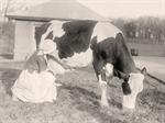 Milking Cow