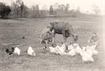 Woman Milking Cow