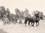 Plowing with Draft Horses