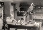 Taxidermist at Work