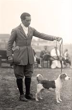 Hunting Beagle