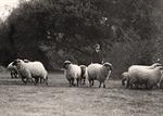 White House. Sheep