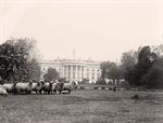 White House Sheep
