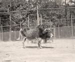 Yak