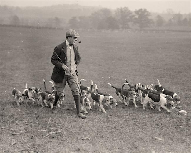 Man with Pack of Beagles