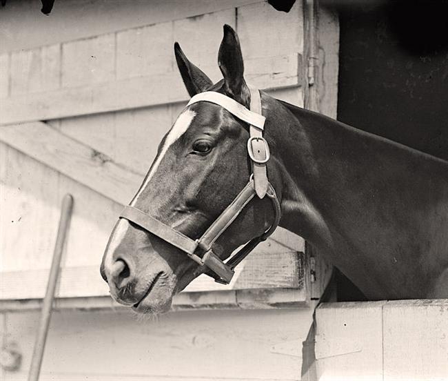 Horse Shows. Horse