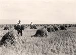 Minidoka Project. U.S.