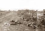 Confederate Dead