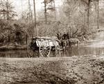 Mule Team