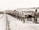 African American Soldier