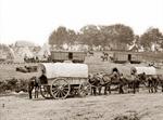 Horses Pulling Wagons