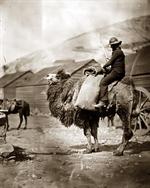 Dromedary