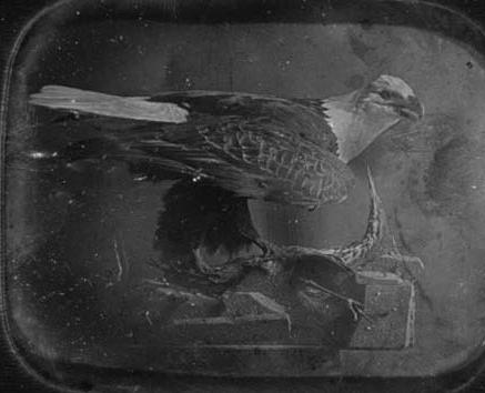 Stuffed eagle in Independence
