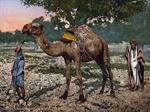 Laborers, Plain of Esdraelon, Holy Land, i.e., Plain of Jezreel, Israel
