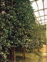 A lemon tree, Limone, Garda, Lake of, Italy