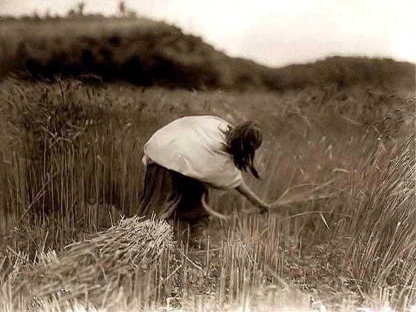 Apache Farming
