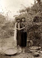 Fruit Gatherers
