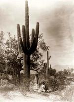 Gathering Saguaro Fruit
