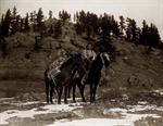 Indian Packhorse