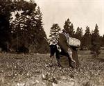 Woman in long dress and bandana stooped over collecting piyake (roots) with hand scythe, leather basket at waist, trees in background.