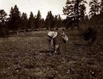 Indian Root Digger