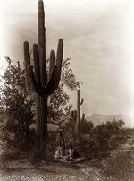 Saguaro