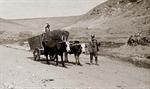 Ox Cart