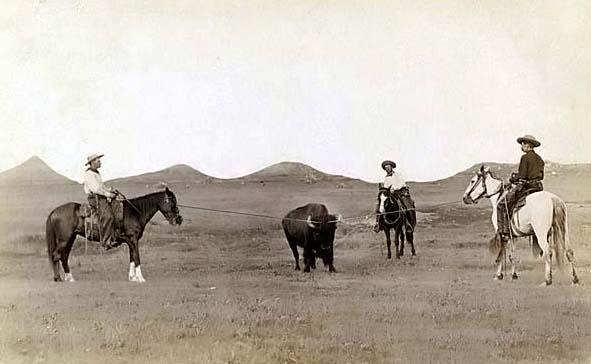 Cowboys, roping a buffalo