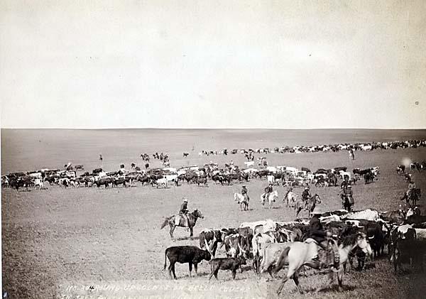 Cattle Drive