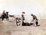 Branding calves on roundup