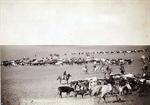 Cattle Drive