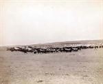 Mounted Troops