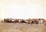 Roping Mustangs