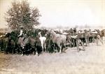 Rounding Up Mustangs