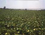 Picking Beans