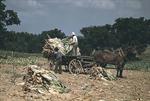 Picking Tobacco