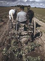 Homesteader Plowing his Fields with a Horse Drawn Plow